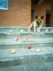 Portrait of cute french bulldog dog playing with apples outside of house.