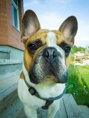 Portrait of cute french bulldog dog outside of house.