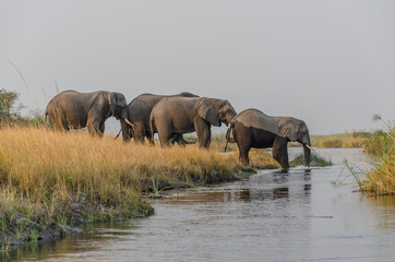 Fototapeta na wymiar Elefantenherde im Wasser