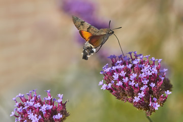 Hummingbird hawk moth flying above verbena taking nectar