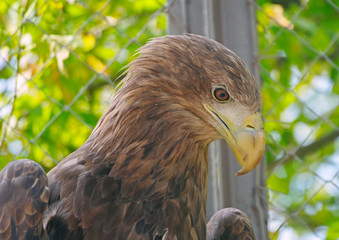 head of mountain eagle