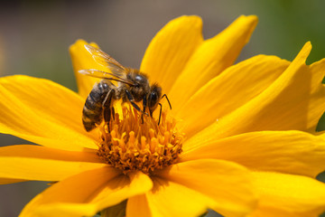 A bee on a blossom of coneflowers (rudbeckia)