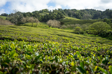 Fototapeta na wymiar Azoren - Teeplantage bergauf