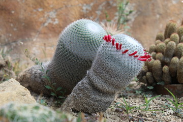 Vue sur la mer, Pigna San remo, cactus