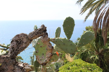 Vue sur la mer, cactus, Pigna san remo