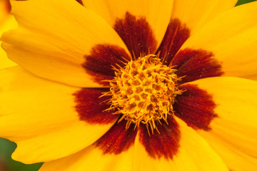 Blossom of coneflowers (rudbeckia) in yellow and orange
