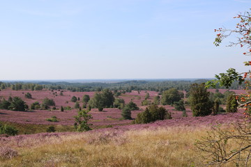 Blick auf blühende Lüneburger Heide vom Wilseder Berg aus
