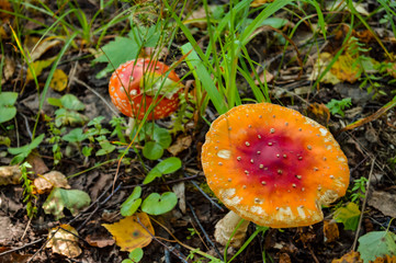 fly agaric mushroom
