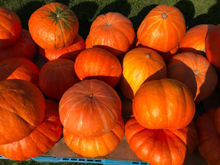 Orange pumpkins on display at the farmers market