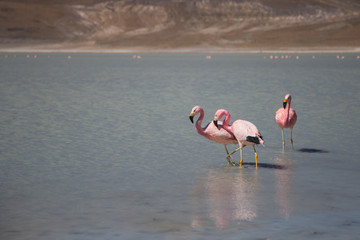 Naklejka premium Pink flamingos on the Bolivian highlands