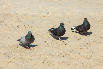 Pigeons. Three pigeons on the sand