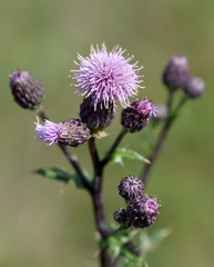 Acker-Kratzdistel, Cirsium arvense