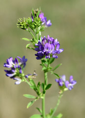 Fototapeta premium Luzerne, Medicago, sativa