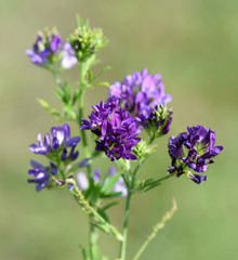 Luzerne, Medicago, sativa