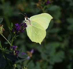 Zitronenfalter, Gonepteryx, rhamni