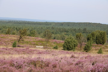 Blick vom Wilseder Berg auf Wanderweg mit Bank in der Lüneburger Heide 