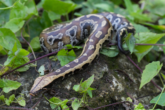 Sumatran Red Blood Python (Python curtis curtis) commonly known as red short-tailed python, a nonvenomous snake