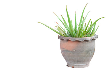 Aloe Vera tree in pot isolated on white background included clipping path.