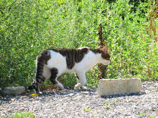 cat on fence