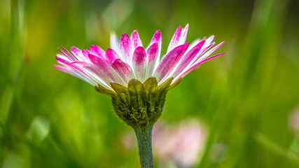 Common daisy (Bellis perennis) © Erik van den Ham