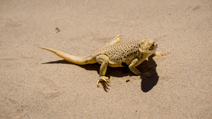 Mojave fringe-toed lizard in the Mojave desert, USA