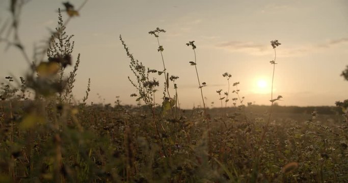 Buckwheat field in the back light, sunset, tracking shot