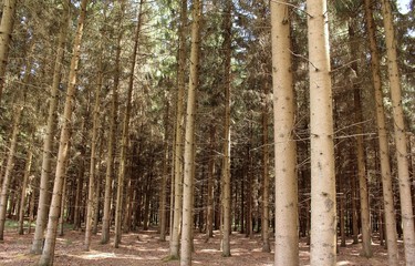 Der Kiefernwald