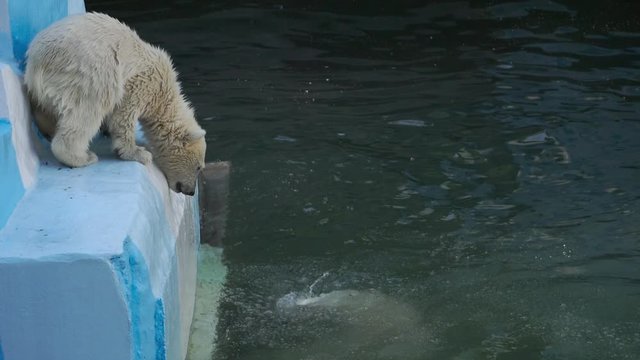 Polar bear cub playing in water