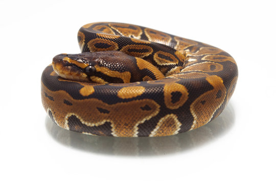 ball python (Python regius) isolated on white background