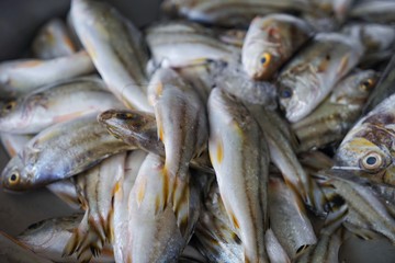Fototapeta premium fresh fish at the market