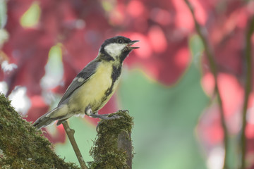 Tit bird / tit mouse close-up