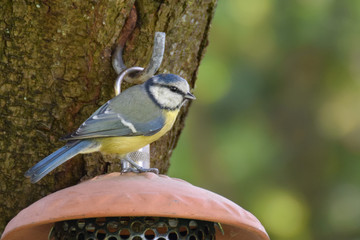 Tit bird / tit mouse close-up