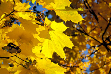 Yellow autumn maple leaves lit by the sun