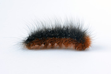 Black and orange hairy caterpillar of the garden tiger moth (Arctia caja).