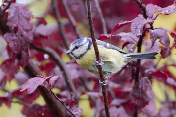 Tit bird / tit mouse close-up