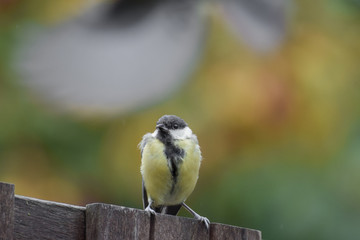 Tit bird / tit mouse close-up