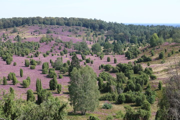 Totengrund / Landschaft in der Lüneburger Heide im Sommer