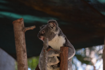 Koala in a tree