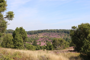 Fototapeta premium Totengrund / Landschaft in der Lüneburger Heide während der Heideblüte im Sommer