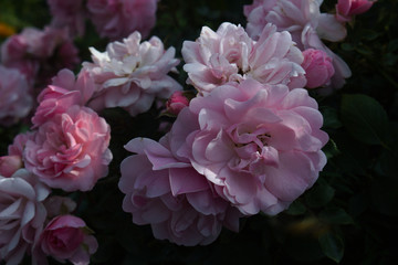 pink flowers in the garden