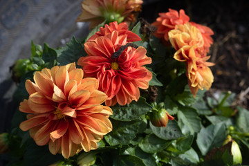 red flowers in the garden