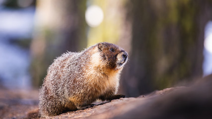 Wild Marmot in Sequoia National Park