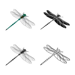 Vector illustration of dragonfly and colorful icon. Collection of dragonfly and beauty stock symbol for web.