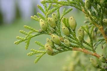 Branch of thuja with green cones on it.