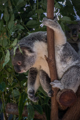 Koala grabbing food 