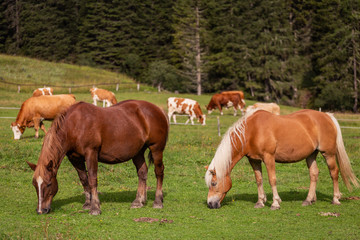 Obraz premium Cavalli al pascolo su un prato di montagna