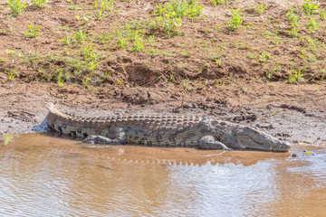 Large nile crocodile in the Levuvhu River