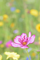 aufblühende cosmea vor unscharfem Hintergrund Hochkant