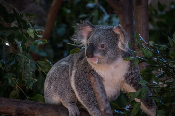 Koala amongst the gum leaves