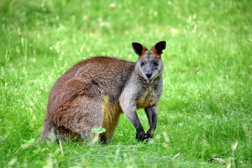Naklejka na ściany i meble Kangaroo Wallabia Bicolor Closeup Cute Portrait in Nature
